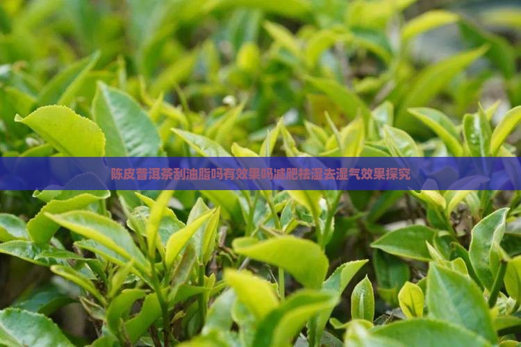 陈皮普洱茶刮油脂吗有效果吗减肥祛湿去湿气效果探究
