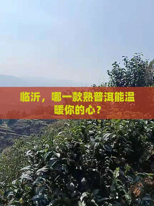 临沂，哪一款熟普洱能温暖你的心？