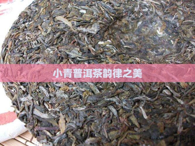 小青普洱茶韵律之美