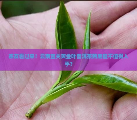 茶友看过来！云南宜关黄金叶普洱茶到底值不值得入手？