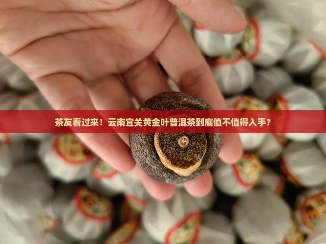 茶友看过来！云南宜关黄金叶普洱茶到底值不值得入手？