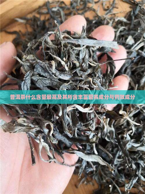 普洱茶什么含量最高及其所含丰富营养成分与药效成分