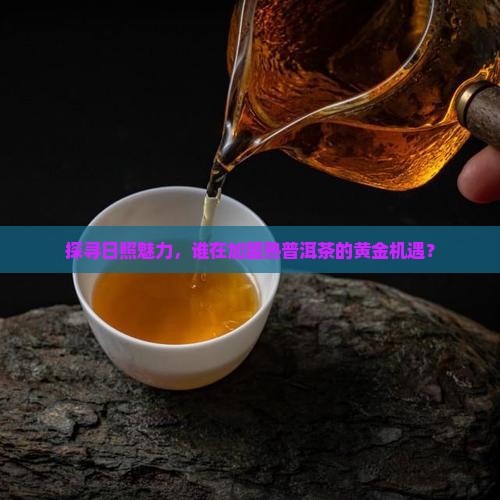 探寻日照魅力，谁在加盟熟普洱茶的黄金机遇？