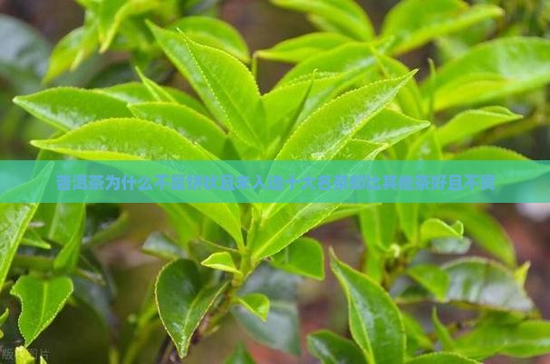 普洱茶为什么不是饼状且未入选十大名茶却比其他茶好且不贵