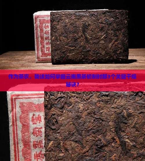 作为茶农，我该如何掌握云南黑茶初制时那3个关键干燥秘诀？