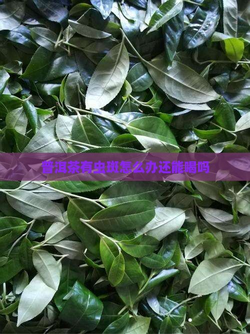 普洱茶有虫斑怎么办还能喝吗