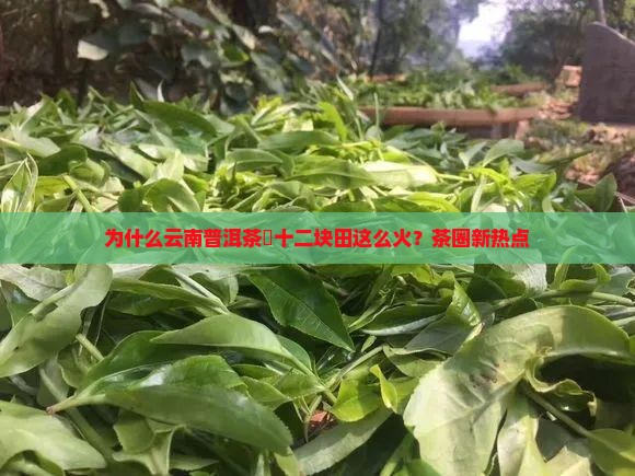 为什么云南普洱茶乚十二块田这么火？茶圈新热点