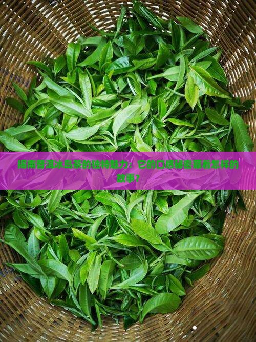 揭南普洱冰岛茶的独特魅力：它的口感秘密藏着怎样的故事？