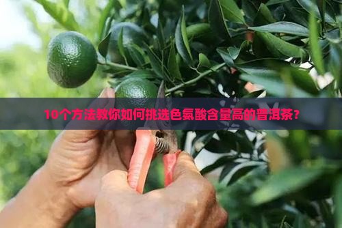 10个方法教你如何挑选色氨酸含量高的普洱茶？