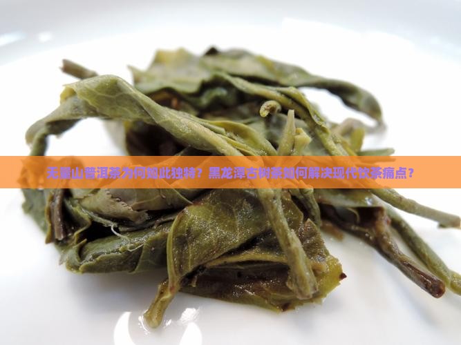 无量山普洱茶为何如此独特？黑龙潭古树茶如何解决现代饮茶痛点？
