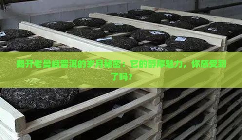 揭开老曼峨普洱的岁月秘密：它的醇厚魅力，你感受到了吗？