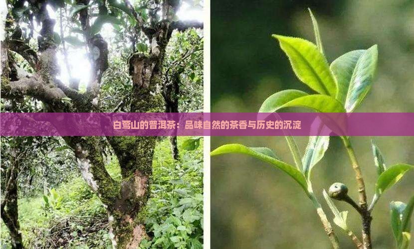 白莺山的普洱茶：品味自然的茶香与历史的沉淀