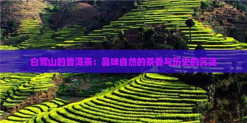 白莺山的普洱茶：品味自然的茶香与历史的沉淀