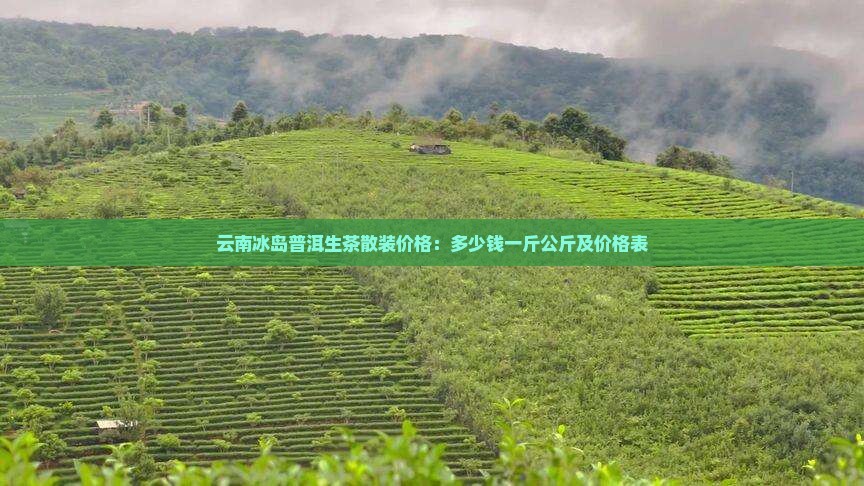 云南冰岛普洱生茶散装价格：多少钱一斤公斤及价格表