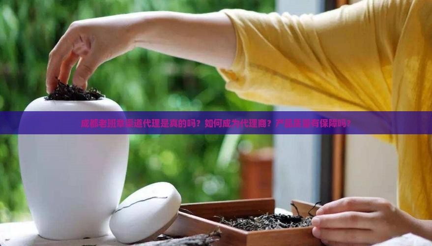 成都老班章渠道代理是真的吗？如何成为代理商？产品质量有保障吗？