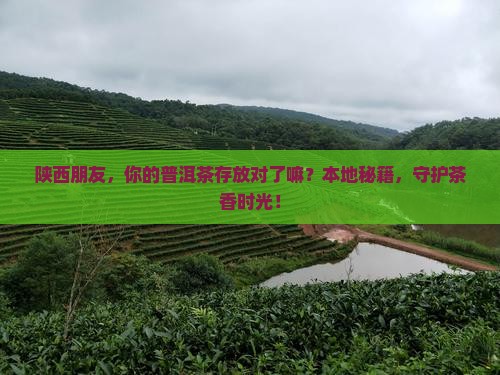 陕西朋友，你的普洱茶存放对了嘛？本地秘籍，守护茶香时光！