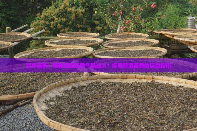 京东茗茶：哪种普洱茶香气最迷人？探寻普洱茶香的信息指南