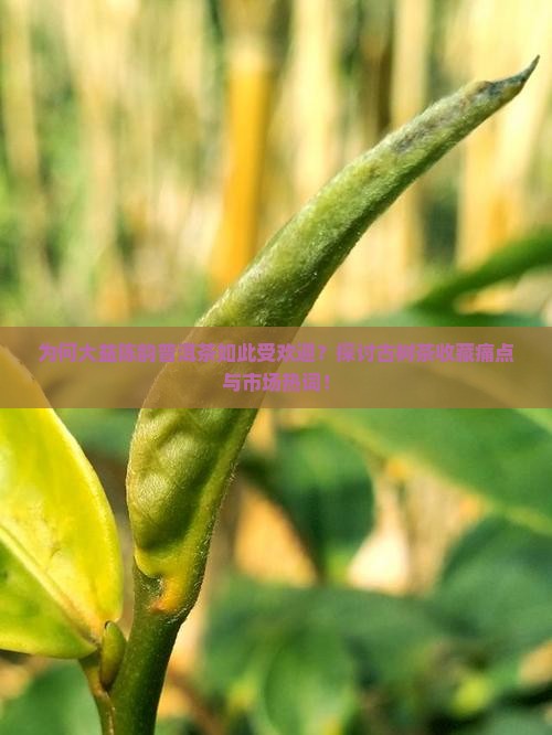 为何大益陈韵普洱茶如此受欢迎？探讨古树茶收藏痛点与市场热词！