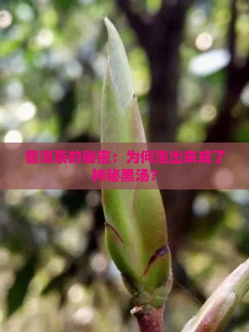 普洱茶的秘密：为何泡出来成了神秘黑汤？