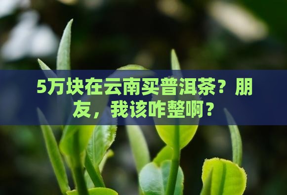 5万块在云南买普洱茶？朋友，我该咋整啊？