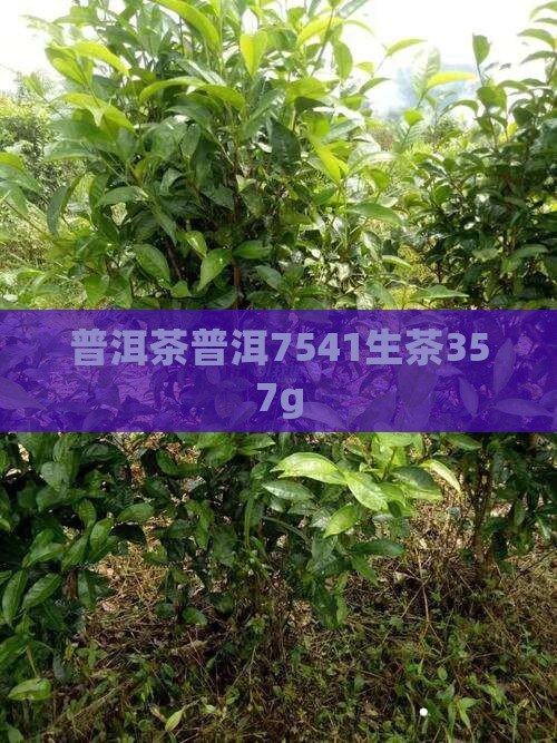 普洱茶普洱7541生茶357g