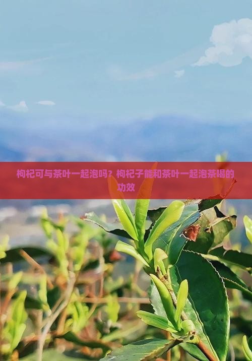 枸杞可与茶叶一起泡吗？枸杞子能和茶叶一起泡茶喝的功效