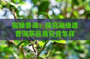 福缘普洱：探究福缘道普洱茶品质究竟怎样