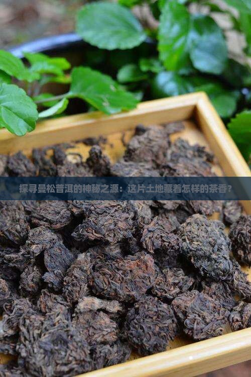 探寻曼松普洱的神秘之源：这片土地藏着怎样的茶香？