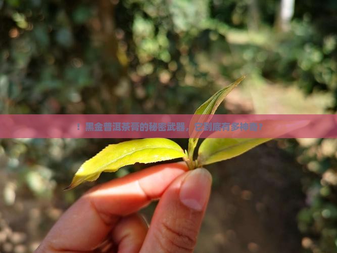！黑金普洱茶膏的秘密武器，它到底有多神奇？