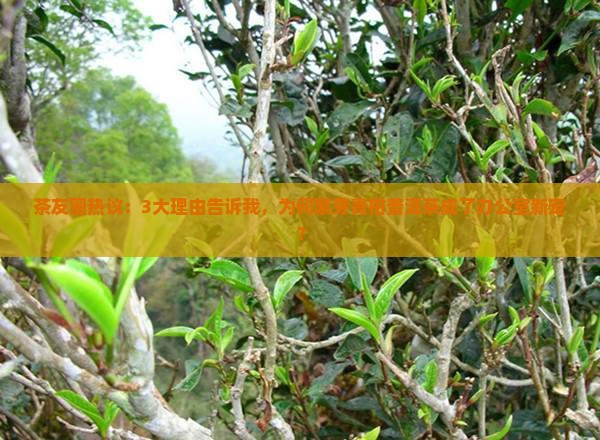 茶友圈热议：3大理由告诉我，为何紫芽青柑普洱茶成了办公室新宠？