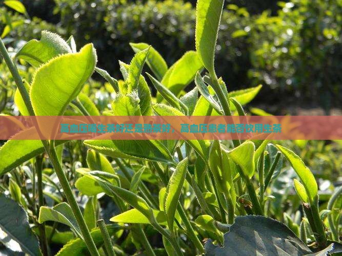 高血压喝生茶好还是熟茶好，高血压患者能否饮用生茶
