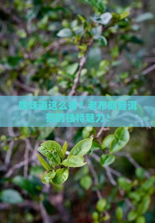啥味道这么香？老布朗普洱茶的独特魅力！