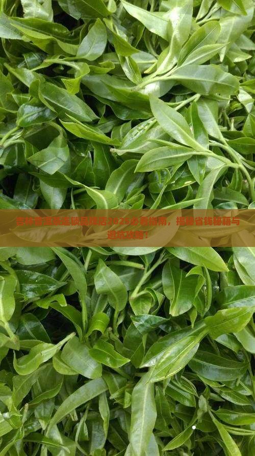 吉林普洱茶连锁品牌店
