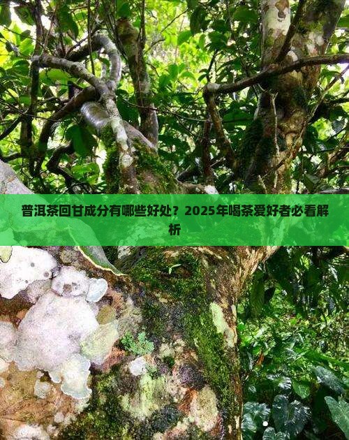 普洱茶回甘成分有哪些好处