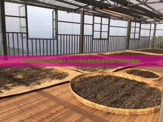 正宗普洱茶产地在哪