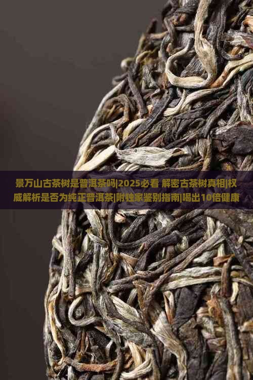 景万山古茶树是普洱茶吗