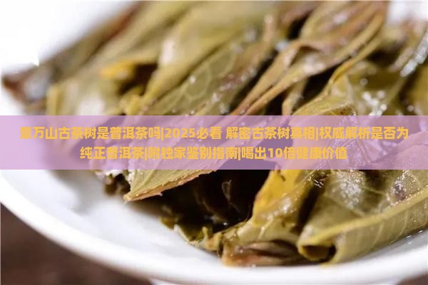 景万山古茶树是普洱茶吗