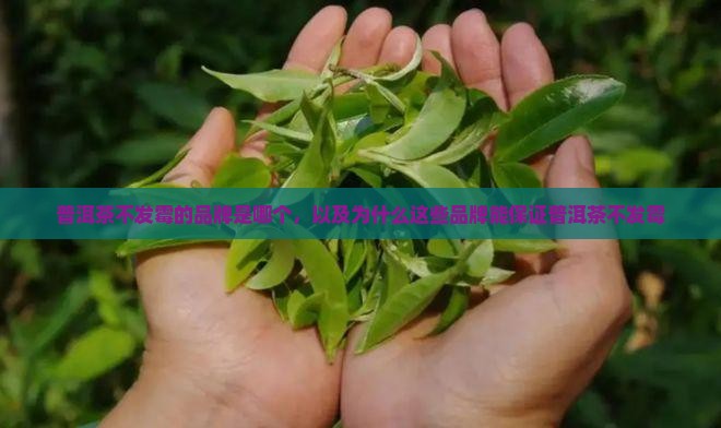 普洱茶不发霉的品牌是