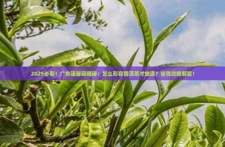 广东话怎么形容普洱茶