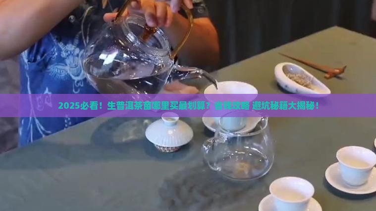 哪里可以买到生普洱茶苗