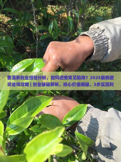 普洱茶创业经验分析