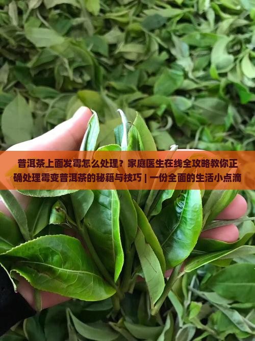 普洱茶上面有霉点怎么处理