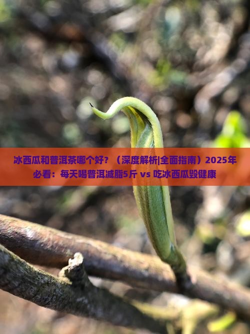 冰西瓜和普洱茶哪个好