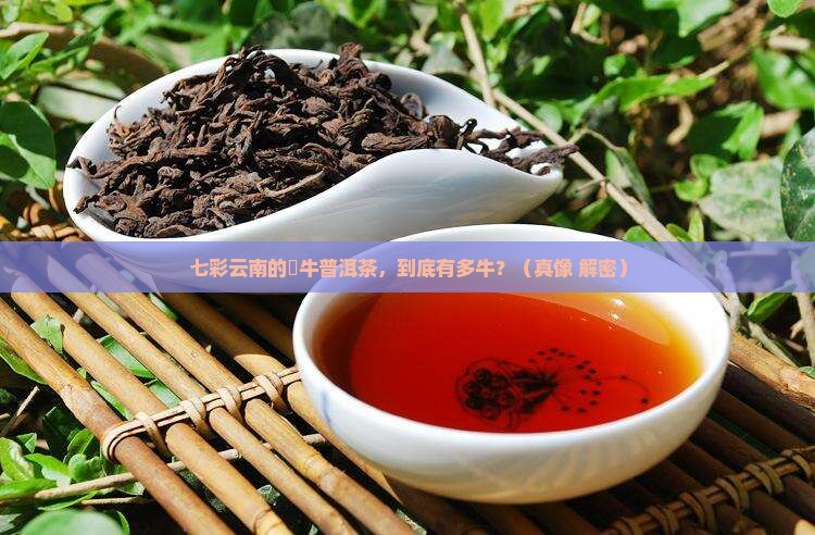 七彩云南犇牛普洱茶