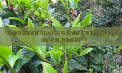 新会普洱茶有哪些