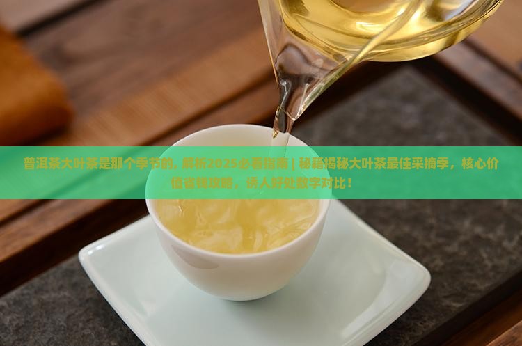 普洱茶大叶茶是那个季节的