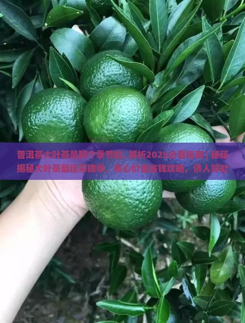 普洱茶大叶茶是那个季节的