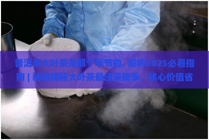 普洱茶大叶茶是那个季节的