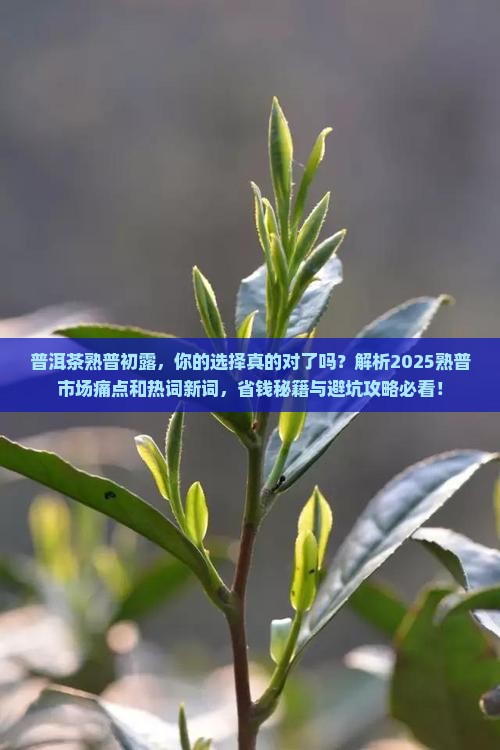 普洱茶熟普初露
