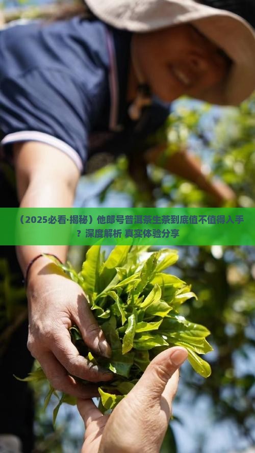 云南他郎号普洱茶生茶